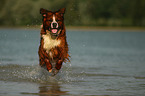 Saint-Bernard-Bernese-Mountain-Dog