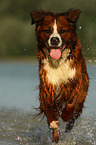 Saint-Bernard-Bernese-Mountain-Dog