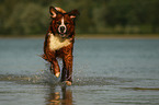 Saint-Bernard-Bernese-Mountain-Dog