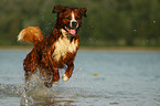 Saint-Bernard-Bernese-Mountain-Dog