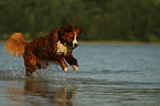 Saint-Bernard-Bernese-Mountain-Dog