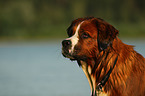 Saint-Bernard-Bernese-Mountain-Dog