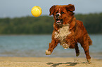 Saint-Bernard-Bernese-Mountain-Dog