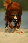 Saint-Bernard-Bernese-Mountain-Dog