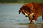 Saint-Bernard-Bernese-Mountain-Dog