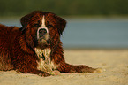 Saint-Bernard-Bernese-Mountain-Dog