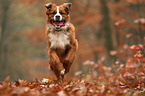 Saint-Bernard-Bernese-Mountain-Dog