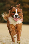 Saint-Bernard-Bernese-Mountain-Dog