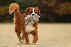 Saint-Bernard-Bernese-Mountain-Dog