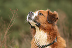 Saint-Bernard-Bernese-Mountain-Dog