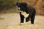 Newfoundlander-Bernese-Mountain-Dog Puppy