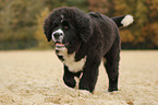 Newfoundlander-Bernese-Mountain-Dog Puppy