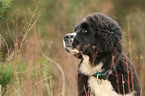 Newfoundlander-Bernese-Mountain-Dog Puppy