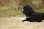 Newfoundlander-Bernese-Mountain-Dog Puppy