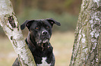 Cane-Corso-Italiano-Mongrel