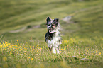 running Chinese-Crested-Mongrel