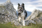 walking Chinese-Crested-Mongrel