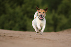 running Jack-Russell-Terrier-Mongrel