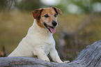 Jack-Russell-Terrier-Mongrel