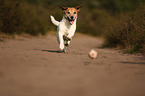 playing Jack-Russell-Terrier-Mongrel