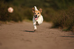 playing Jack-Russell-Terrier-Mongrel