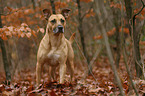 Staffordshire-Terrier-Mongrel