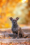 sitting Terrier-Mongrel