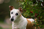 Jack-Russell-Terrier-Mongrel Portrait