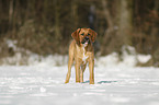 standing Saint-Bernard-Rhodesian-Ridgeback-Mongrel