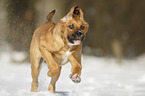 running Saint-Bernard-Rhodesian-Ridgeback-Mongrel