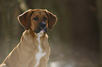 Saint-Bernard-Rhodesian-Ridgeback-Mongrel