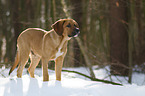 standing Saint-Bernard-Rhodesian-Ridgeback-Mongrel