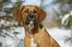 Saint-Bernard-Rhodesian-Ridgeback-Mongrel portrait