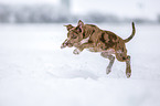 jumping American-Bulldog-Mongrel