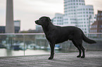 Labrador-Retriever-Mongel