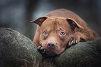 lying American-Pit-Bull-Mongrel