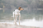 bathing bracke-mongrel