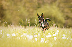 jumping Terrier-Mongrel