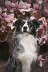 Australian-Shepherd-Mongrel Portrait