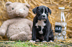 German-Boxer-Mongrel Puppy