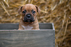 German-Boxer-Mongrel Puppy