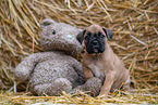 German-Boxer-Mongrel Puppy