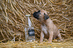 German-Boxer-Mongrel Puppy