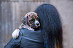 German-Boxer-Mongrel Puppy