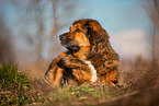 lying Leonberger-Bernese-Mountain-Dog