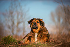 lying Leonberger-Bernese-Mountain-Dog