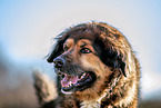 Leonberger-Bernese-Mountain-Dog Portrait