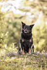 female Kelpie-Border-Collie