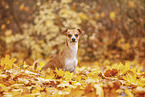 Chihuahua-Mongrel in autumn