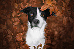 mongrel in autumn